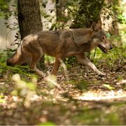 Chi ha paura del lupo? In Trentino il progetto per imparare a conviverci (c'entra l'ascolto)