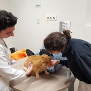 Garbo, pazienza, coccole: in corsia il gatto Pitagora, mascotte della Neuropsichiatria infantile