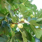 Fragile e delicata come la Sapienza del fico