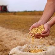 Effetto Hormuz, i prezzi globali del cibo sono ai massimi da quattro anni