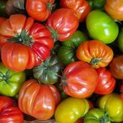 Il sapore rosso della fedeltà: la parabola del pomodoro che non smette di maturare