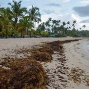 Ecco come il sargasso può aiutare a contrastare il cambiamento climatico