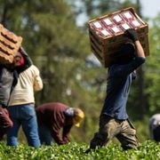 Operai, braccianti, rider: la corsa delle Regioni a tutelare i lavoratori dal caldo estremo (di maggio)