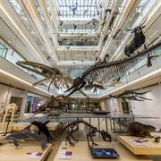 Per un MetaMuseo della Scienza: il progetto dei Lincei