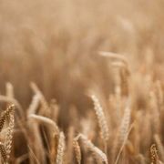 L'IA applicata al cibo. Chi deciderà il pane di domani?