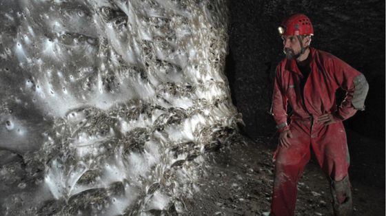 Scoperta la ragnatela più grande al mondo: è in una grotta tra Albania e Grecia