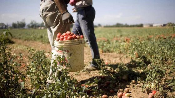 Braccianti al lavoro