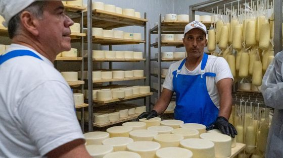 Latte Sano brucia le tappe sugli obblighi Ue: dal 2026 una confezione "vegetale"