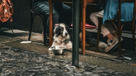 Nell'Italia senza figli le famiglie colmano la solitudine con gli animali