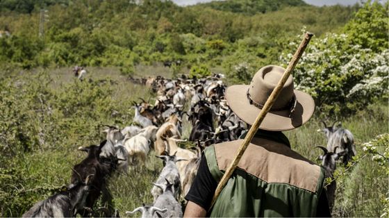 Perché il mestiere del pastore va riscoperto (anche dai più giovani)