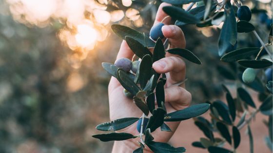 Non solo fruttato, amaro e piccante: l'olio è molto di più. E si racconta