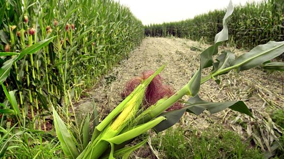 La Corte Ue legittima il divieto italiano sulla coltivazione di mais Ogm
