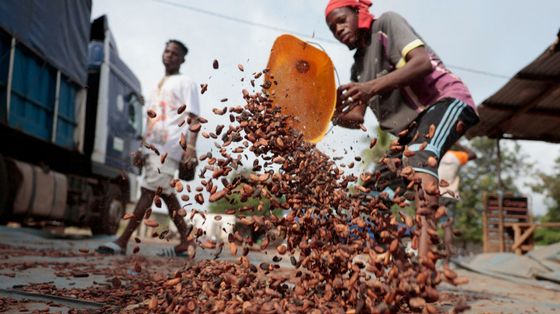 Il cacao crolla ma il cioccolato resta caro: la crisi nascosta dei contadini africani