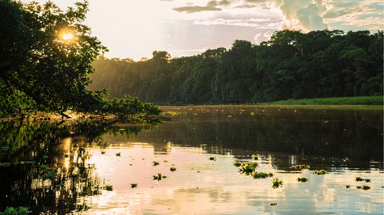 La biologa Evangelista: «Vivere in Amazzonia, con un caimano per vicino»