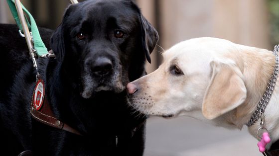 Microchip obbligatorio per cani e gatti, c'è il via libera dell'Europarlamento
