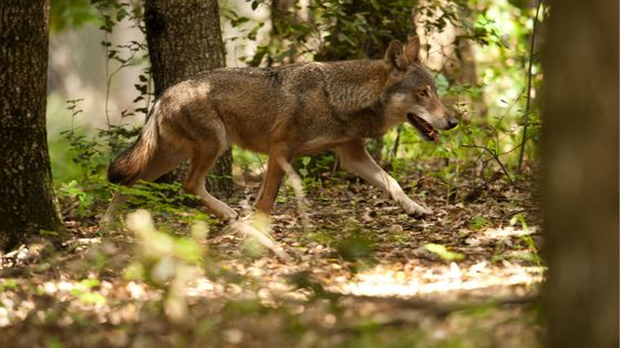 Chi ha paura del lupo? In Trentino il progetto per imparare a conviverci (c'entra l'ascolto)