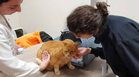 Garbo, pazienza, coccole: in corsia il gatto Pitagora, mascotte della Neuropsichiatria infantile