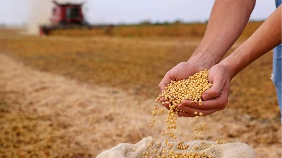 I prezzi globali del cibo sono ai massimi da quattro anni