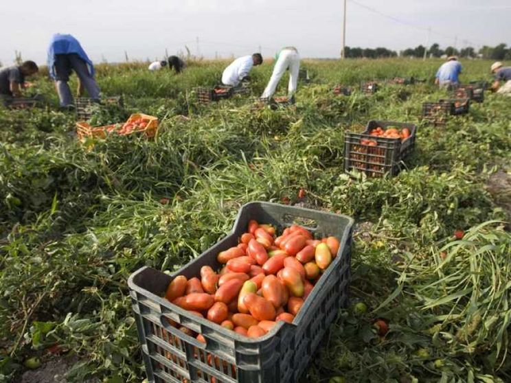 Caporalato, i numeri della schiavitù italiana
