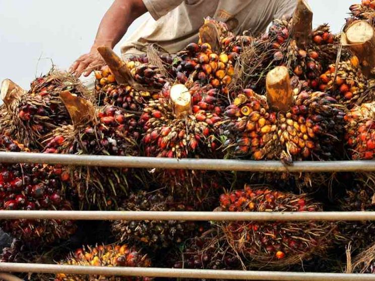 Così Bruxelles scivola sull'olio di palma
