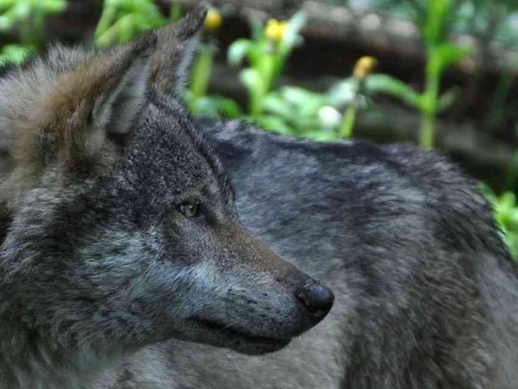 Ululati sulle Alpi, il Lupo è tornato