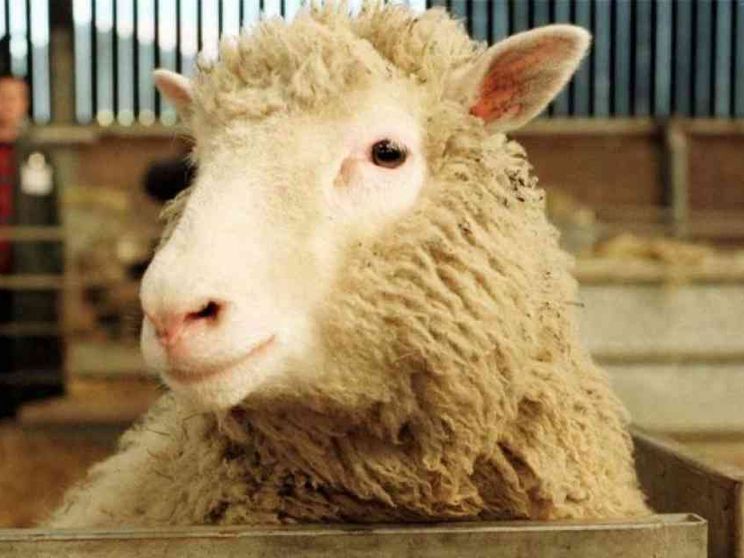 L’eredità di Dolly: la clonazione non serve