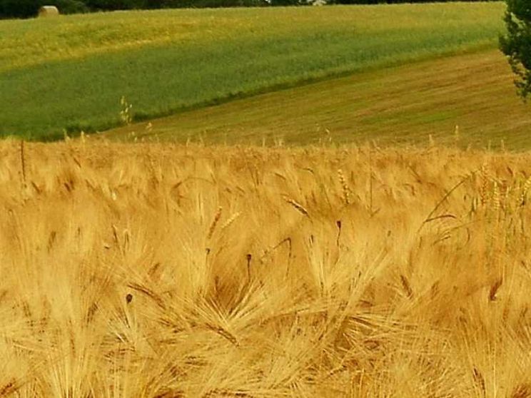 Guerra del grano non è in gioco solo il prezzo