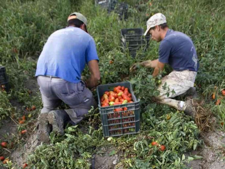 Fango e pomodori: in Puglia l'inferno per 400 bambini