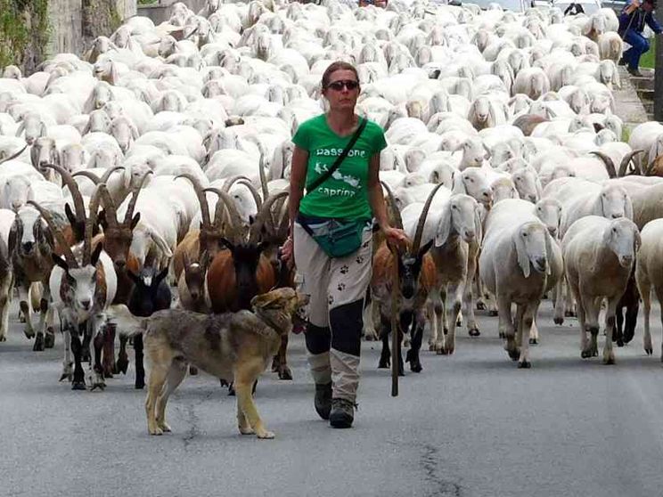 Il «mal di pecore», un mondo lontano che affascina