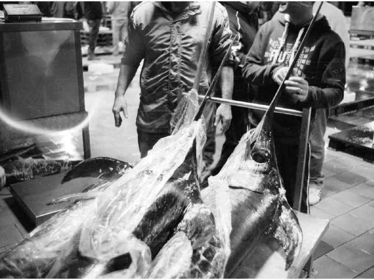 L'Europa mette le quote al pesce spada