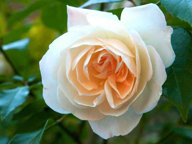 La rosa blanca