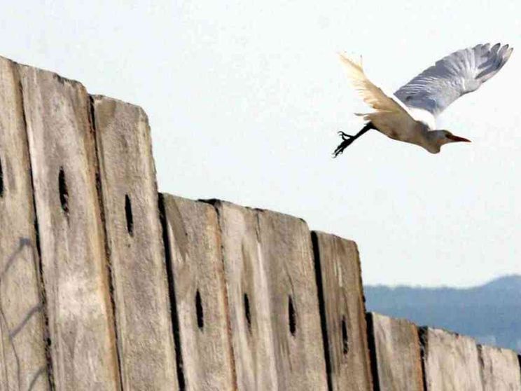 Fatti di non violenza fanno la pace