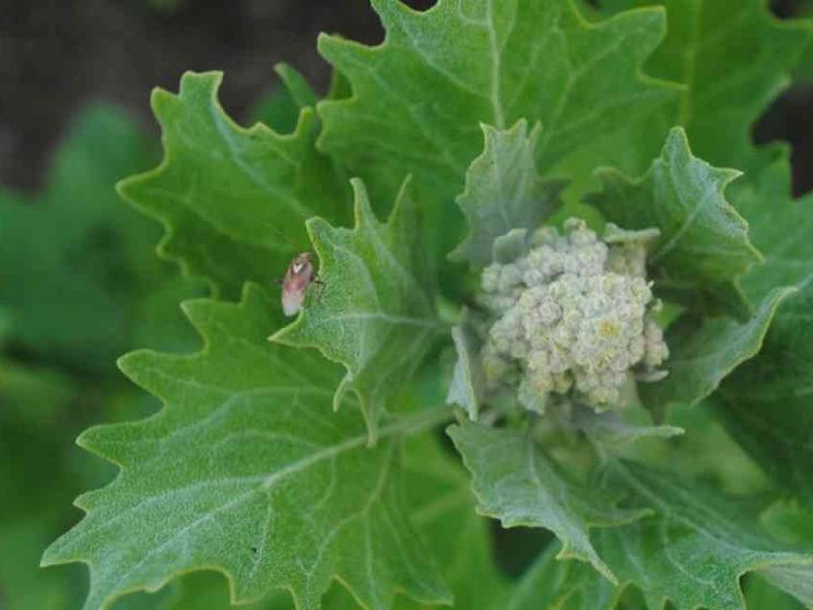 Xylella e le sue molte «sorelle». L'invasione dei parassiti alieni