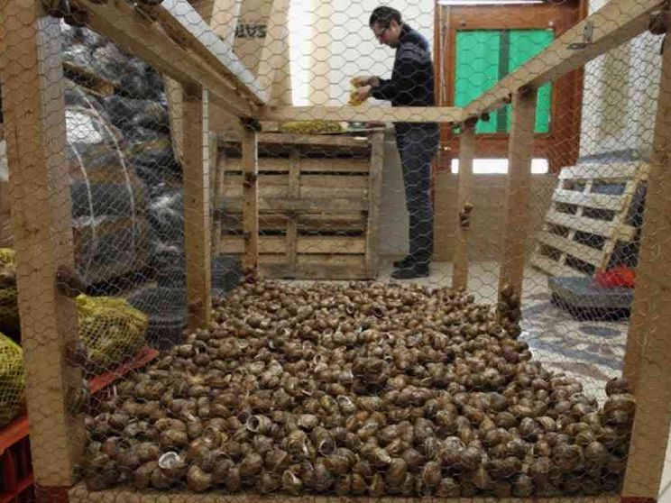 La corsa degli allevatori di lumache. I leader del settore sono a Palermo