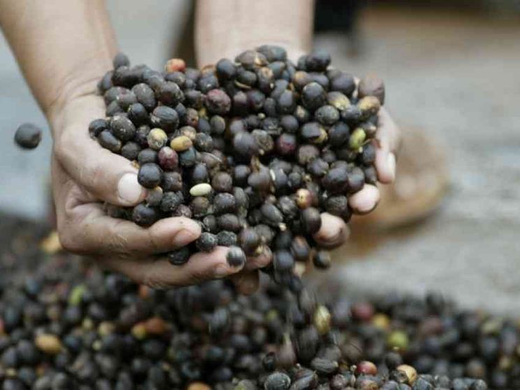 La napoletana Kimbo punta alla Lombardia e all'export