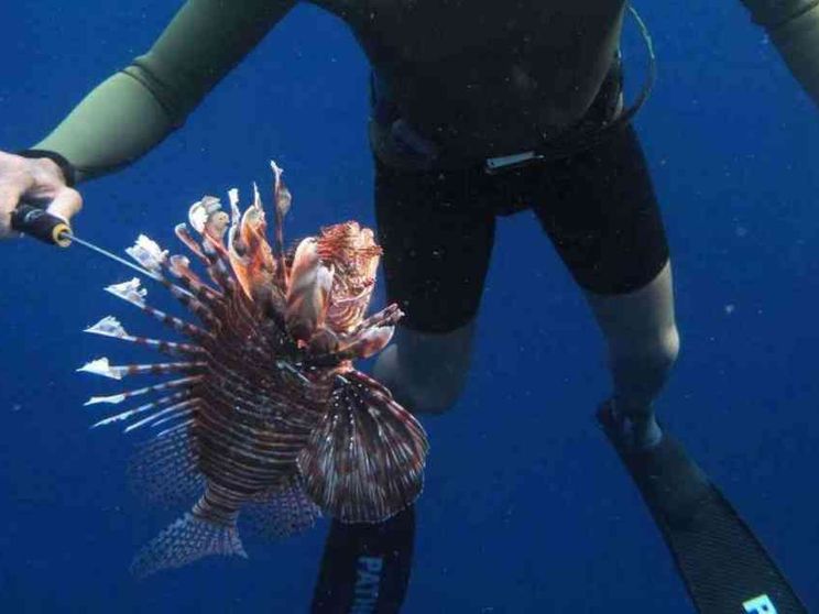 Nel Mediterraneo pesci tossici tropicali e alghe infestanti
