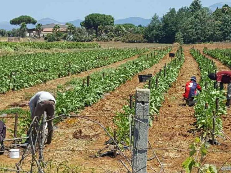 Latina, richiedenti asilo sfruttati insieme alle braccianti italiane