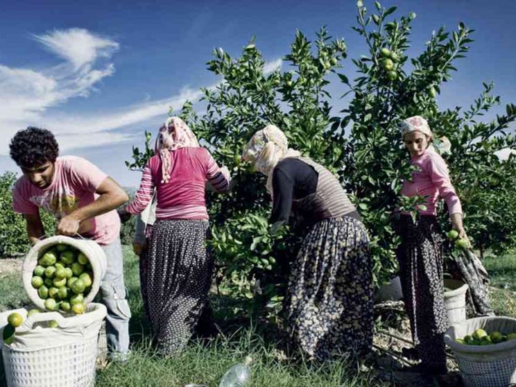 Turchia, niente scuola: nei campi a lavorare
