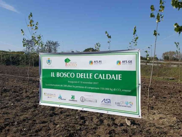 Un bosco di pioppi nella Terra dei fuochi