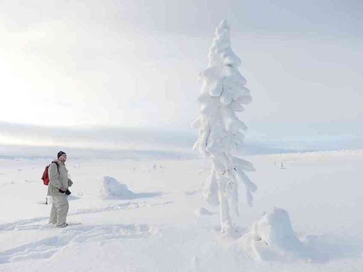 In Svezia l’abete rosso che nacque nell’Era glaciale