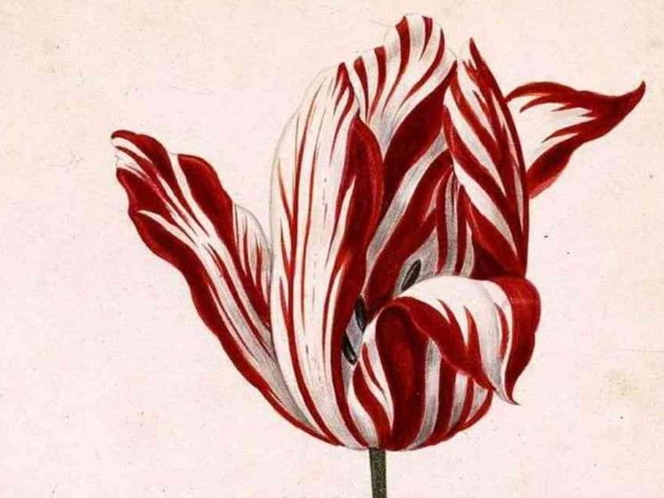 I bitcoin? Una bolla di follia. Ce lo insegnano Erasmo e i tulipani olandesi