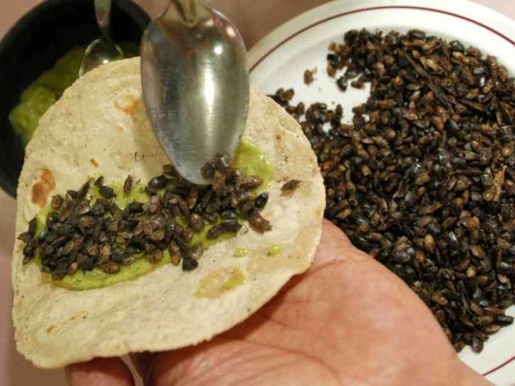 Insetti commestibili Ora è possibile allevarli e venderli