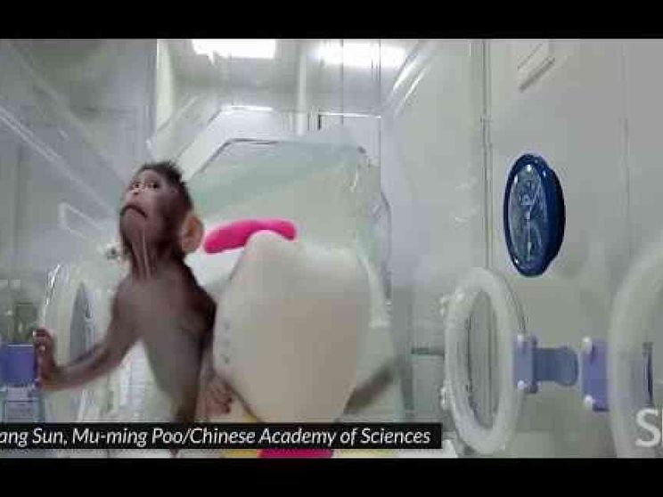 Nate le prime due scimmie clonate. Sgreccia: mai con l'uomo