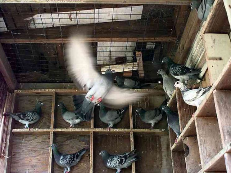 Prezzi folli per le gare di piccioni viaggiatori