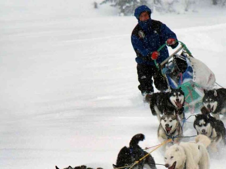 La pace corre sulla slitta