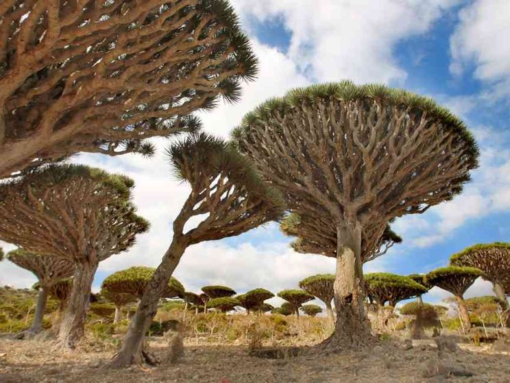 Socotra, l'isola contesa da Emirati e Arabia