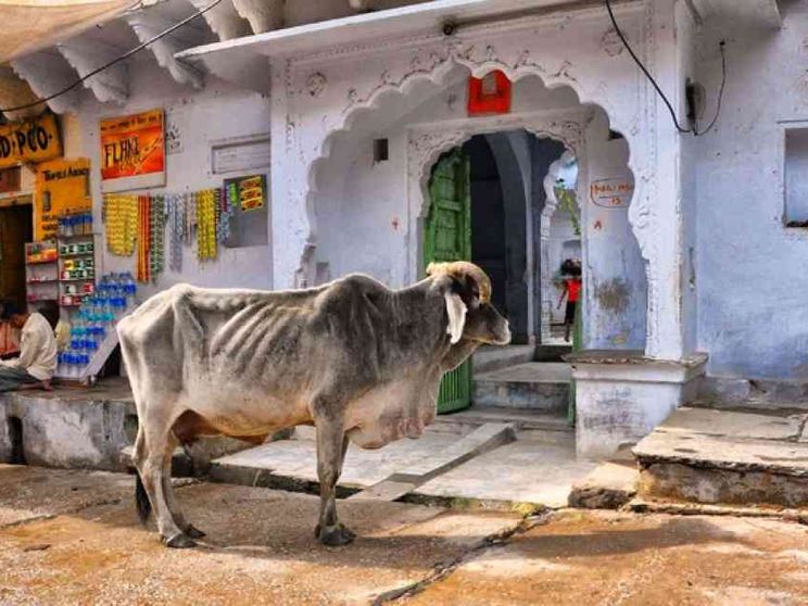 «Contrabbandava vacche»: musulmano linciato dalla folla