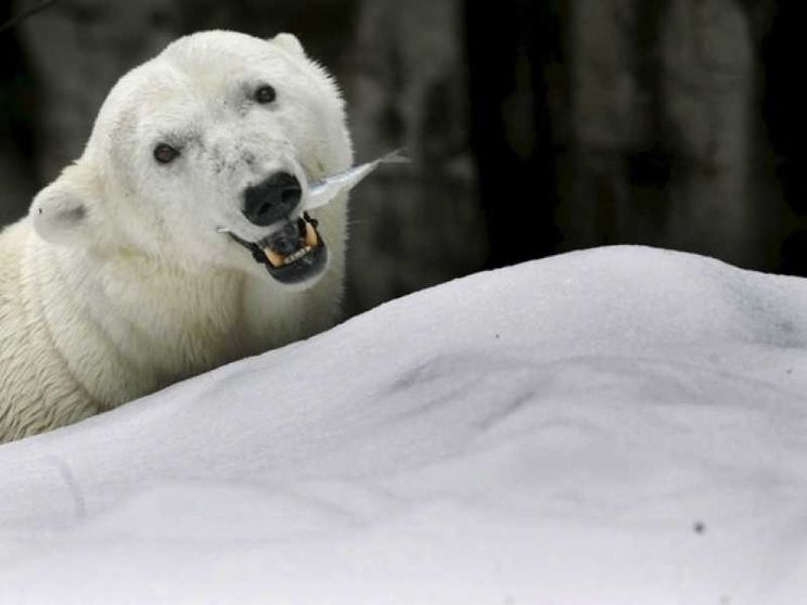 Il caldo scioglie l'ultimo ghiaccio artico, minacciato l'orso bianco. E non solo