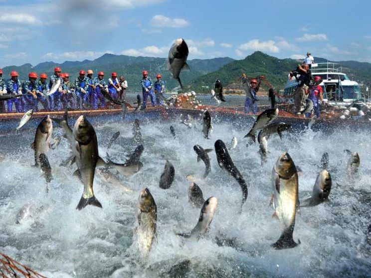 La Cina alla guerra del pesce