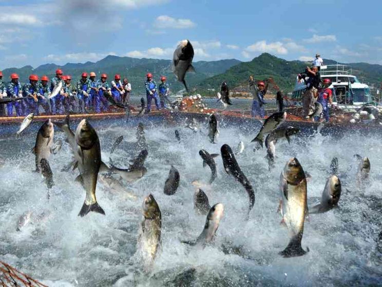La Cina alla guerra del pesce
